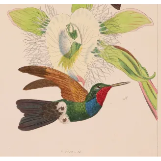 Original hand-colored engraving depicting Purple-throated Carib (Eulampis jugularis)