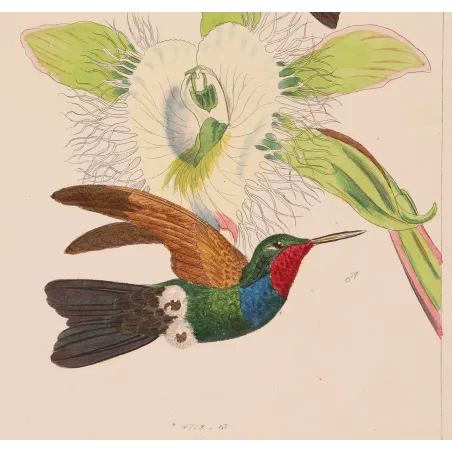 Purple-throated Carib – Reichenbach Antique Hummingbird Engraving