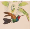 Purple-throated Carib (Eulampis jugularis) – Original Hand-Colored Engraving by Ludwig Reichenbach, Antique Print