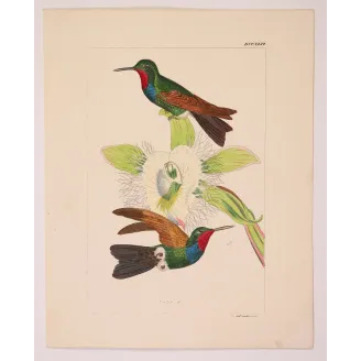Purple-throated Carib – Reichenbach Antique Hummingbird Engraving