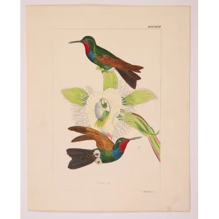 Purple-throated Carib – Reichenbach Antique Hummingbird Engraving