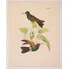 Purple-throated Carib (Eulampis jugularis) – Original Hand-Colored Engraving by Ludwig Reichenbach, Antique Print