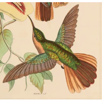 Jamaican Mango – Reichenbach Antique Hummingbird Engraving