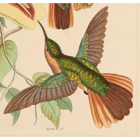 Jamaican Mango – Reichenbach Antique Hummingbird Engraving