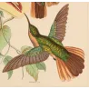 Jamaican Mango (Anthracothorax mango) – Original Hand-Colored Engraving by Ludwig Reichenbach, Antique Print