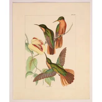 Jamaican Mango – Reichenbach Antique Hummingbird Engraving
