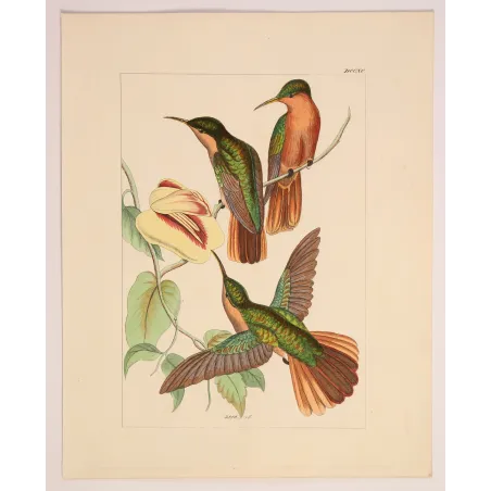 Jamaican Mango – Reichenbach Antique Hummingbird Engraving