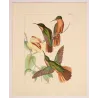 Jamaican Mango (Anthracothorax mango) – Original Hand-Colored Engraving by Ludwig Reichenbach, Antique Print