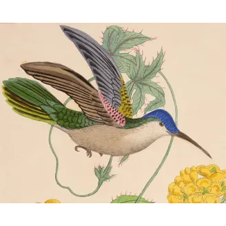 Blue-headed Sabrewing – Reichenbach Antique Hummingbird Engraving