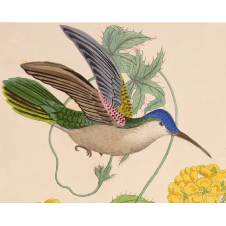 Blue-headed Sabrewing – Reichenbach Antique Hummingbird Engraving