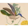 Blue-headed Sabrewing (Saepiopterus lazulus) – Original Hand-Colored Engraving by Ludwig Reichenbach, Antique Print