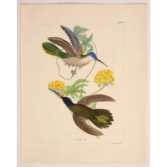 Blue-headed Sabrewing – Reichenbach Antique Hummingbird Engraving