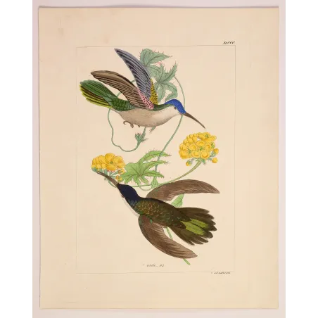 Blue-headed Sabrewing – Reichenbach Antique Hummingbird Engraving
