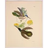 Blue-headed Sabrewing (Saepiopterus lazulus) – Original Hand-Colored Engraving by Ludwig Reichenbach, Antique Print