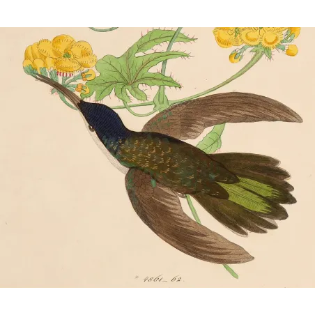 Blue-headed Sabrewing – Reichenbach Antique Hummingbird Engraving