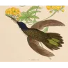 Blue-headed Sabrewing (Saepiopterus lazulus) – Original Hand-Colored Engraving by Ludwig Reichenbach, Antique Print