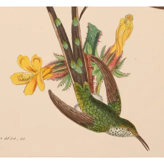 Green-tailed Trainbearer – Reichenbach Antique Hummingbird Engraving