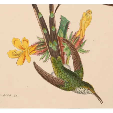 Green-tailed Trainbearer – Reichenbach Antique Hummingbird Engraving