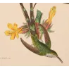 Green-tailed Trainbearer (Lesbia bifurcata).  Original Hand-Colored Engraving by Ludwig Reichenbach, Antique Print