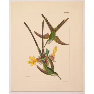 Green-tailed Trainbearer – Reichenbach Antique Hummingbird Engraving