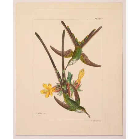 Green-tailed Trainbearer – Reichenbach Antique Hummingbird Engraving