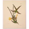 Green-tailed Trainbearer (Lesbia bifurcata).  Original Hand-Colored Engraving by Ludwig Reichenbach, Antique Print