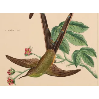 Victoria's Trainbearer – Reichenbach Antique Hummingbird Engraving