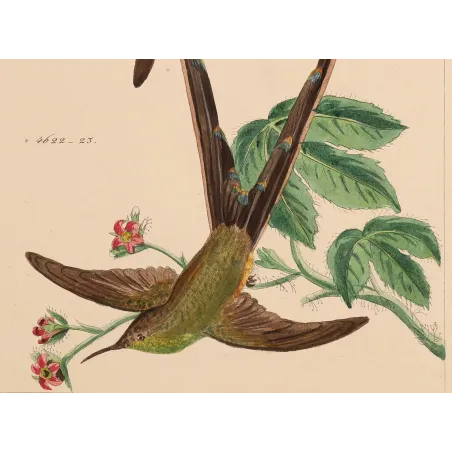 Victoria's Trainbearer – Reichenbach Antique Hummingbird Engraving