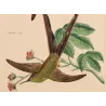 Victoria's Trainbearer (Lesbia victoriae) – Original Hand-Colored Engraving by Ludwig Reichenbach, Antique Print