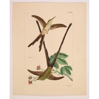 Victoria's Trainbearer – Reichenbach Antique Hummingbird Engraving
