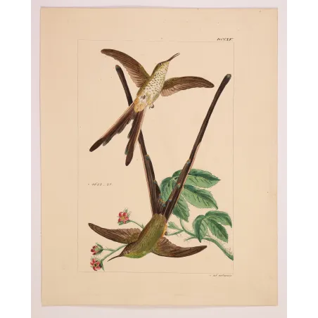 Victoria's Trainbearer – Reichenbach Antique Hummingbird Engraving