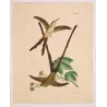 Victoria's Trainbearer (Lesbia victoriae) – Original Hand-Colored Engraving by Ludwig Reichenbach, Antique Print