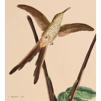 Victoria's Trainbearer – Reichenbach Antique Hummingbird Engraving