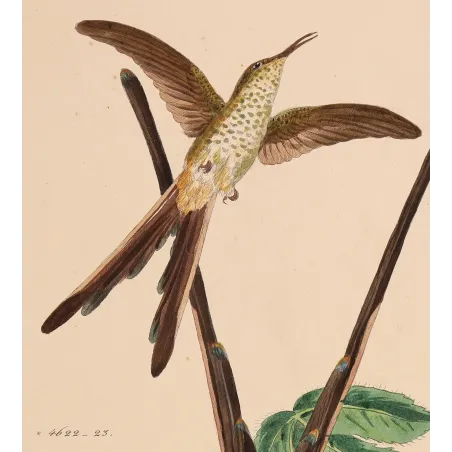 Victoria's Trainbearer – Reichenbach Antique Hummingbird Engraving