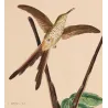 Victoria's Trainbearer (Lesbia victoriae) – Original Hand-Colored Engraving by Ludwig Reichenbach, Antique Print