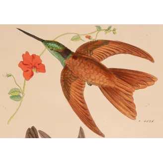 Coeligena sagittata and Warszewiczii – Reichenbach Hummingbird Engraving