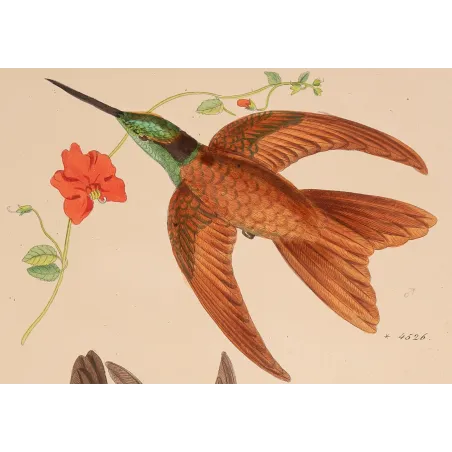 Coeligena sagittata and Warszewiczii – Reichenbach Hummingbird Engraving