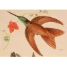 Coeligena sagittata and Warszewiczii Hummingbirds – Original Hand-Colored Engraving by Ludwig Reichenbach, Antique Print