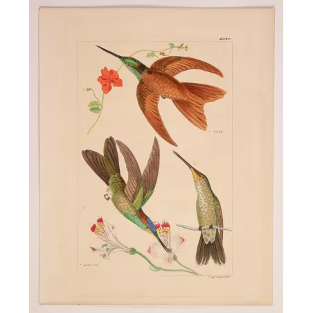 Coeligena sagittata and Warszewiczii – Reichenbach Hummingbird Engraving