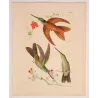 Coeligena sagittata and Warszewiczii Hummingbirds – Original Hand-Colored Engraving by Ludwig Reichenbach, Antique Print