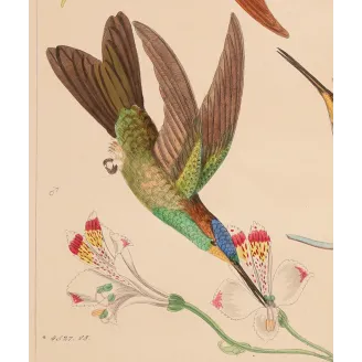 Coeligena sagittata and Warszewiczii – Reichenbach Hummingbird Engraving