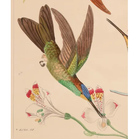 Coeligena sagittata and Warszewiczii – Reichenbach Hummingbird Engraving