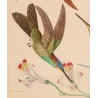Coeligena sagittata and Warszewiczii Hummingbirds – Original Hand-Colored Engraving by Ludwig Reichenbach, Antique Print