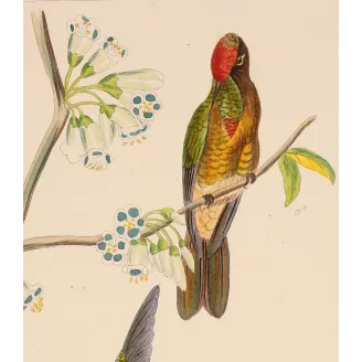 Original hand-colored engraving depicting Sylphae Hummingbirds