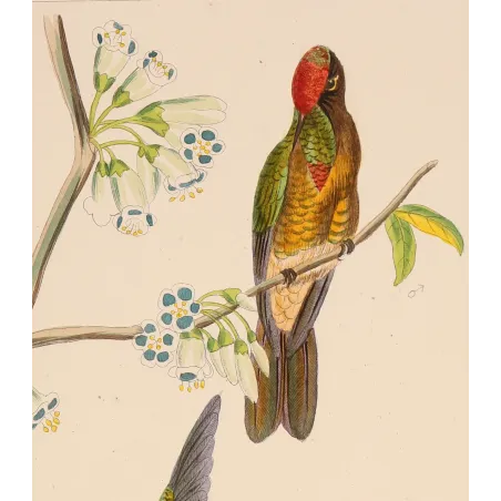 Sylphae Hummingbirds Plate 821 – Reichenbach Antique Engraving