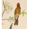 Sylphae Hummingbirds – Original Hand-Colored Engraving by Ludwig Reichenbach, Antique Print