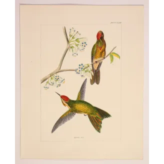 Sylphae Hummingbirds Plate 821 – Reichenbach Antique Engraving