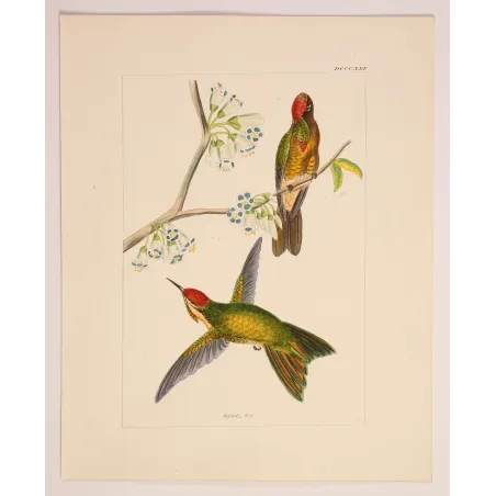 Sylphae Hummingbirds Plate 821 – Reichenbach Antique Engraving