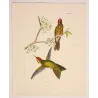 Sylphae Hummingbirds – Original Hand-Colored Engraving by Ludwig Reichenbach, Antique Print