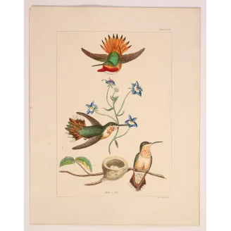 The Hummingbird's Nest | Original Reichenbach Hummingbird Engraving (1855–1860)